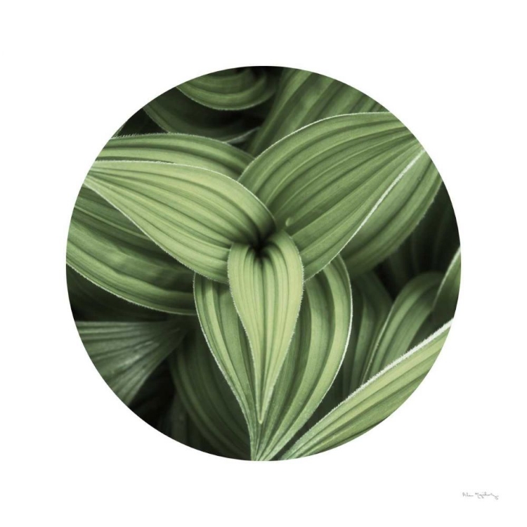 Picture of CORN LILY CIRCLE II