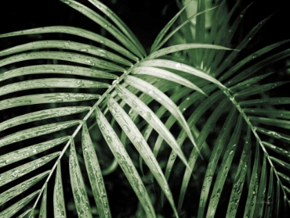 Picture of PALM FRONDS GREEN