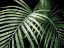 Picture of PALM FRONDS GREEN