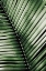 Picture of PALM FROND I GREEN
