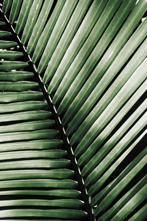 Picture of PALM FROND I GREEN