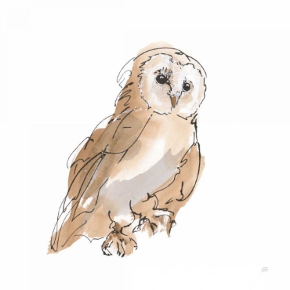 Picture of BARN OWL IV