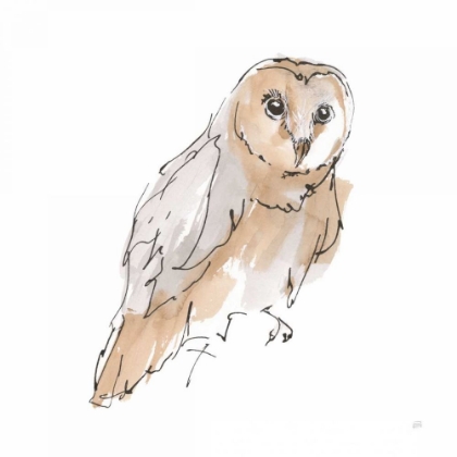 Picture of BARN OWL VI