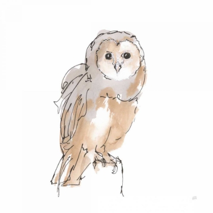 Picture of BARN OWL VIII
