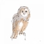 Picture of BARN OWL VIII