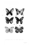 Picture of SIX INKY BUTTERFLIES