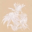 Picture of ECHINACEA IV