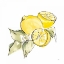 Picture of LEMON STILL LIFE I