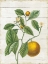 Picture of CLASSIC CITRUS VI SHIPLAP