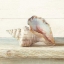 Picture of DRIFTWOOD SHELL IV