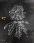 Picture of INDIGO BLOOMS II BLACK