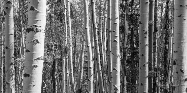 Picture of ASPEN GROVE