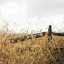 Picture of FENCEROW LIGHT CROP