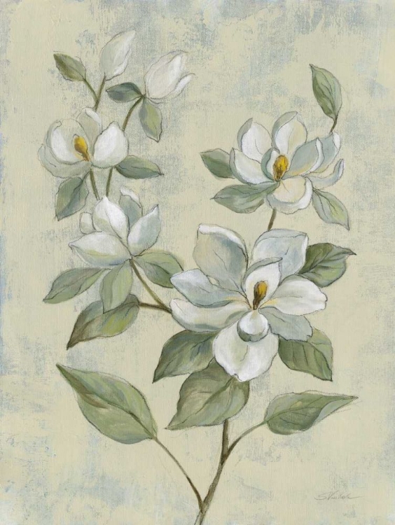 Picture of SAGE MAGNOLIA