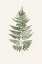 Picture of FERN PRINT I WHITE CROP