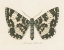 Picture of NATURES BUTTERFLY II
