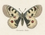 Picture of NATURES BUTTERFLY III