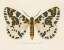 Picture of NATURES BUTTERFLY IV