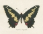 Picture of NATURES BUTTERFLY VI