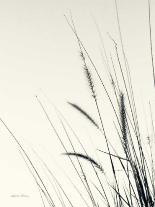 Picture of FIELD GRASSES II