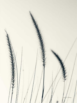 Picture of FIELD GRASSES IV