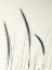 Picture of FIELD GRASSES IV