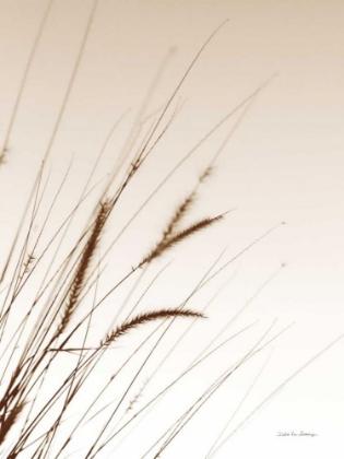 Picture of FIELD GRASSES I SEPIA