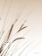 Picture of FIELD GRASSES I SEPIA