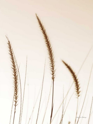 Picture of FIELD GRASSES IV SEPIA