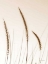 Picture of FIELD GRASSES IV SEPIA