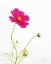 Picture of MAGENTA COSMOS I