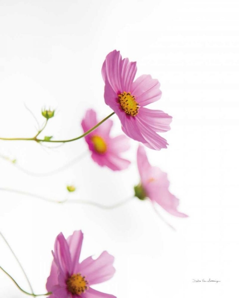 Picture of PALE COSMOS I