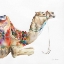 Picture of DESERT CAMEL I