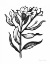 Picture of INK FLOWER I