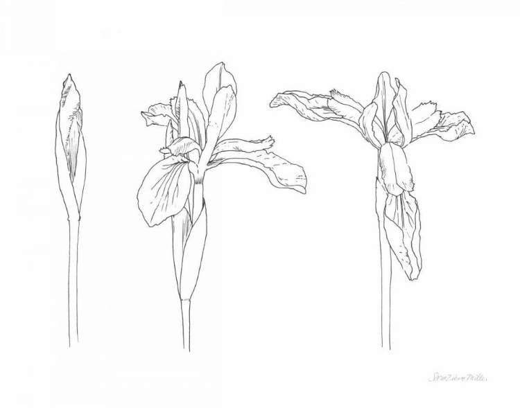 Picture of SKETCHED IRIS