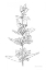 Picture of SKETCHED FLOWERS