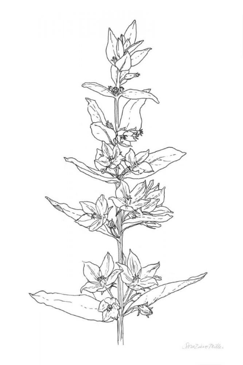 Picture of SKETCHED FLOWERS