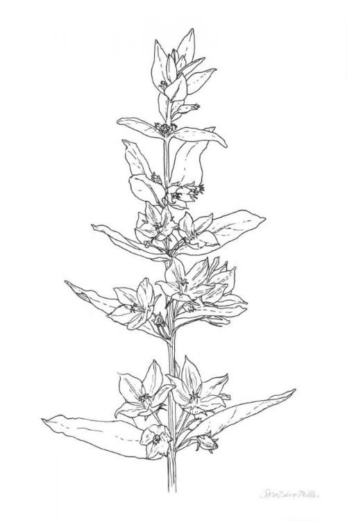 Picture of SKETCHED FLOWERS