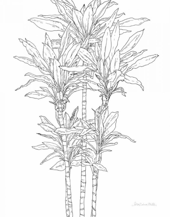 Picture of SKETCHED TREE II