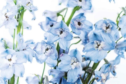 Picture of FRESHLY PICKED DELPHINIUM I