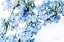 Picture of FRESHLY PICKED DELPHINIUM II