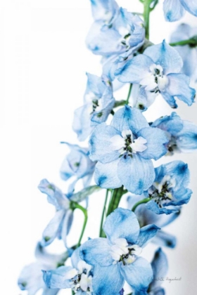 Picture of FRESHLY PICKED DELPHINIUM III