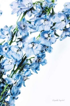 Picture of FRESHLY PICKED DELPHINIUM IV