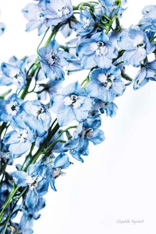 Picture of FRESHLY PICKED DELPHINIUM IV