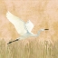 Picture of EGRET ALIGHTING II