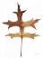 Picture of COLORS OF THE FALL I BROWN