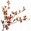 Picture of COLORS OF THE FALL IX