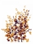 Picture of BROWN BOTANICALS