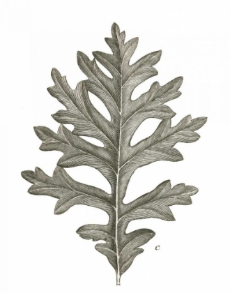 Picture of HISTOIRE NATURELLE LEAVES II