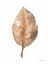 Picture of FALLEN LEAF II